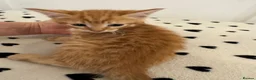 Mixed Breed cats for sale: Gorgeous Ginger & Fluffy Tabby Kittens - Advert 13