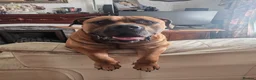 Boerboel dogs for stud: Boerboel male for stud - Advert 7