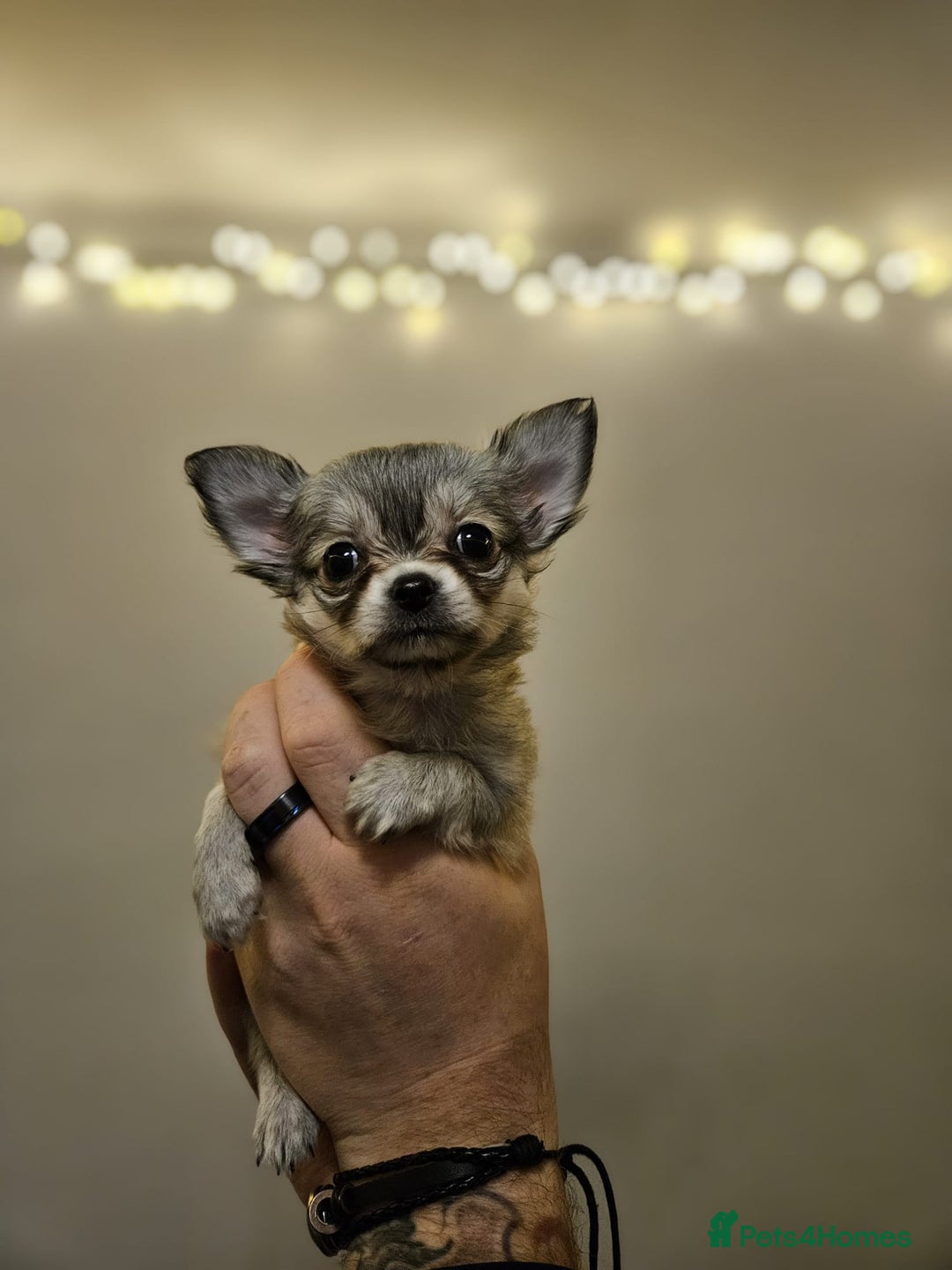 Chihuahua dogs for sale: Male Puppy Long haired Fawn and Sable Chihuahuas  - Advert 4