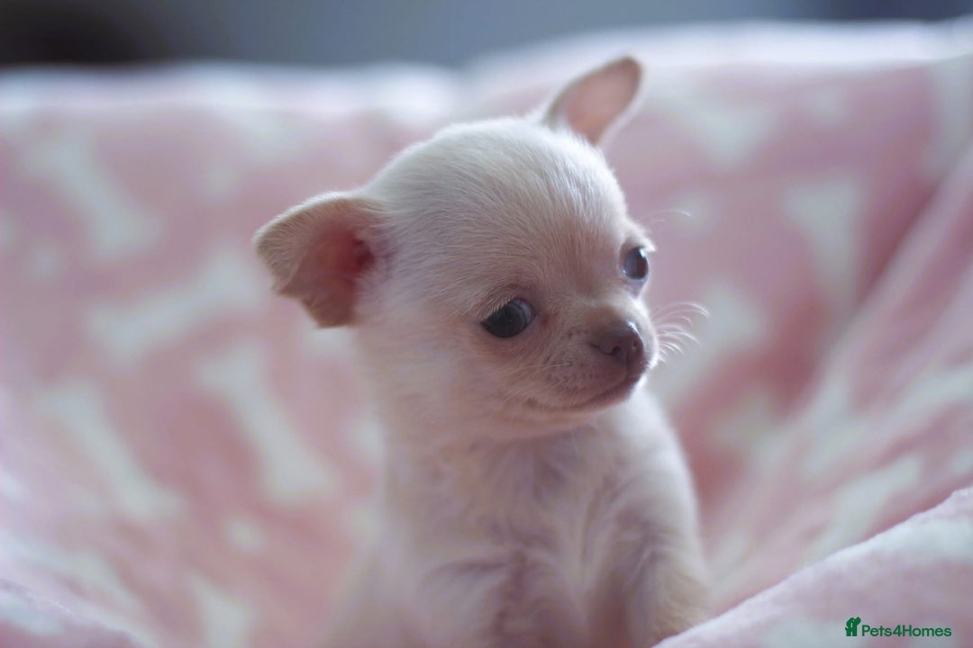 Chihuahua dogs for sale: Kc Registered Quality chihuahua puppies  - Image 14