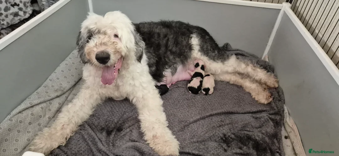 Old English Sheepdog dogs for sale: Old English Sheepdog Puppies  - Advert 3