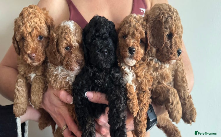 Toy Poodle dogs - Advert 6