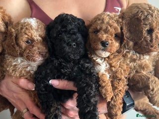 Toy Poodle dogs - Advert 1