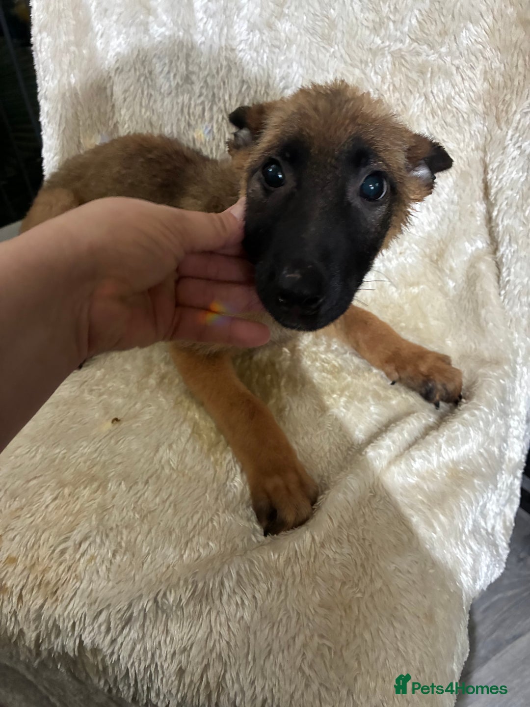 German Shepherd dogs for sale: German shepherd puppies  - Image 4