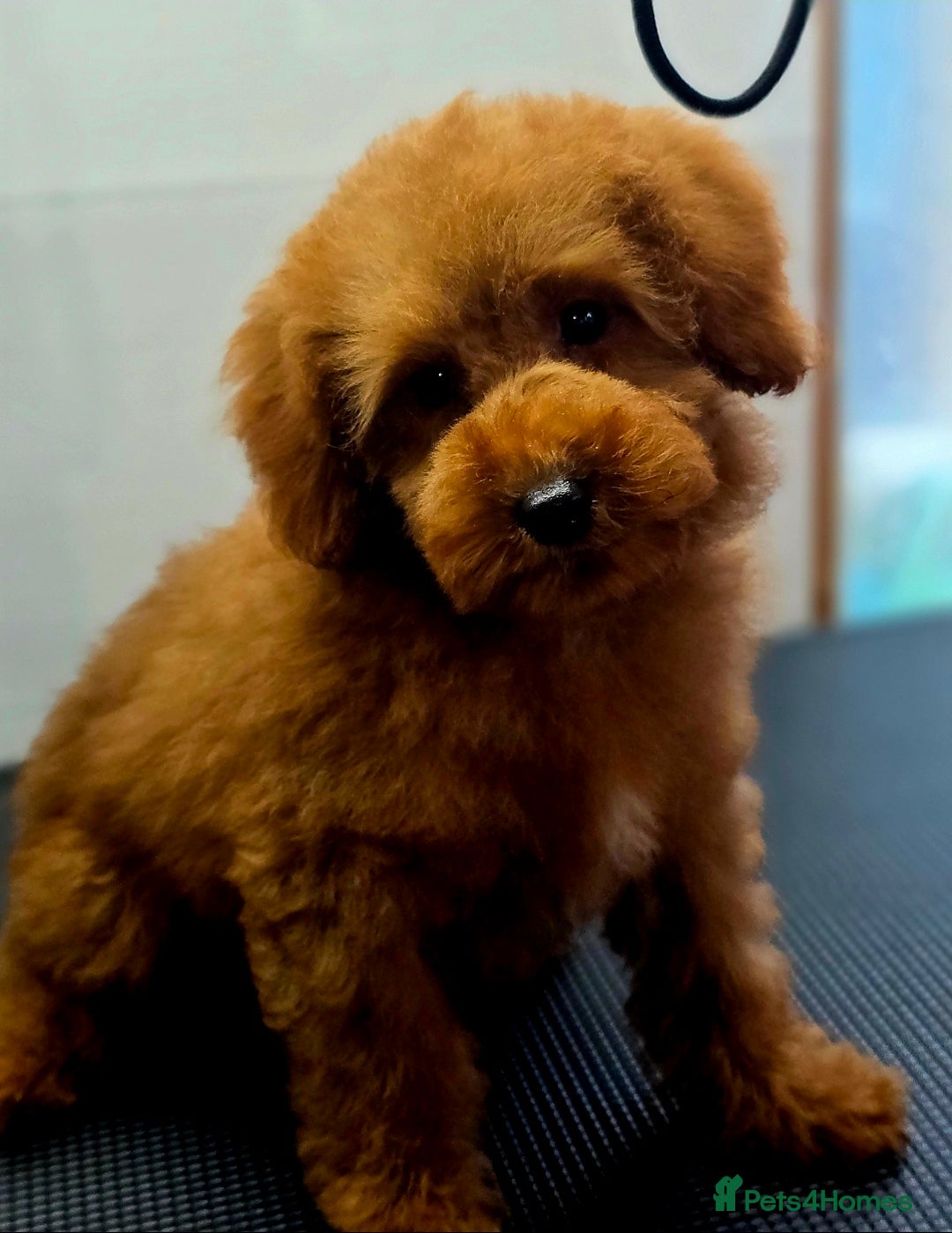 Miniature Poodle dogs for sale: MINIATURE POODLE PUPPIES - Image 4