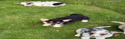 Welsh Corgi Cardigan dogs for sale: 🐶 3 pups left 🐶 Cardigan Corgi puppies 🐾 - Advert 25