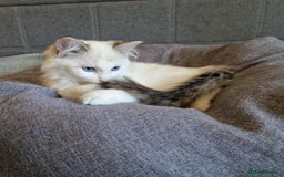 Ragdoll cats for sale: GRAND Champion European Line kittens.FULL PEDIGREE - Image 13