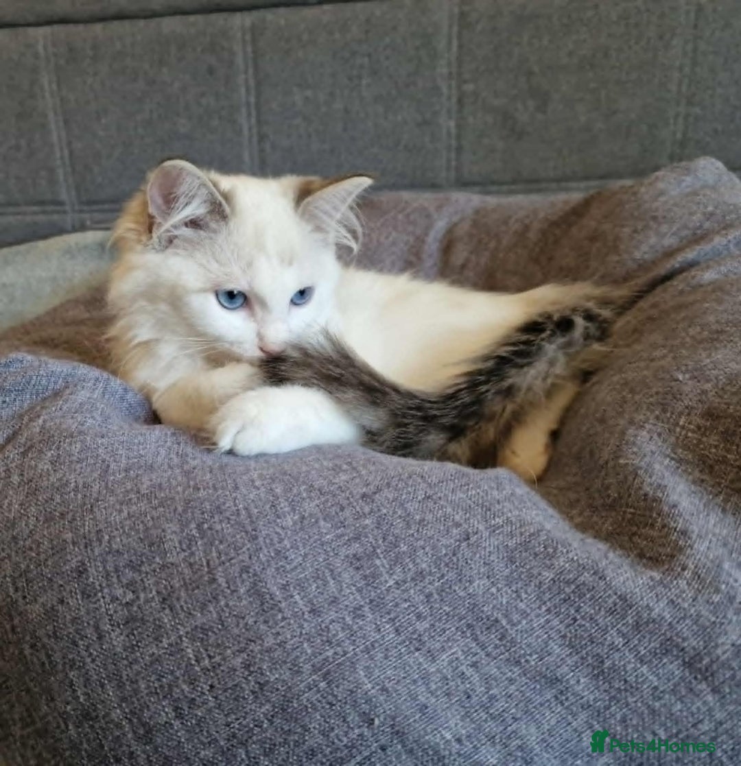 Ragdoll cats for sale: GRAND Champion European Line kittens.FULL PEDIGREE - Image 13
