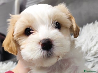 Tibetan Terrier dogs KC Tibetan Terrier Puppy - Advert 3