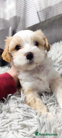 Tibetan Terrier dogs KC Tibetan Terrier Puppy - Advert 7