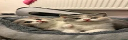 British Shorthair cats for sale: PKD+ALPS Tested, GCCF Registered, Loving Kittens - Advert 1