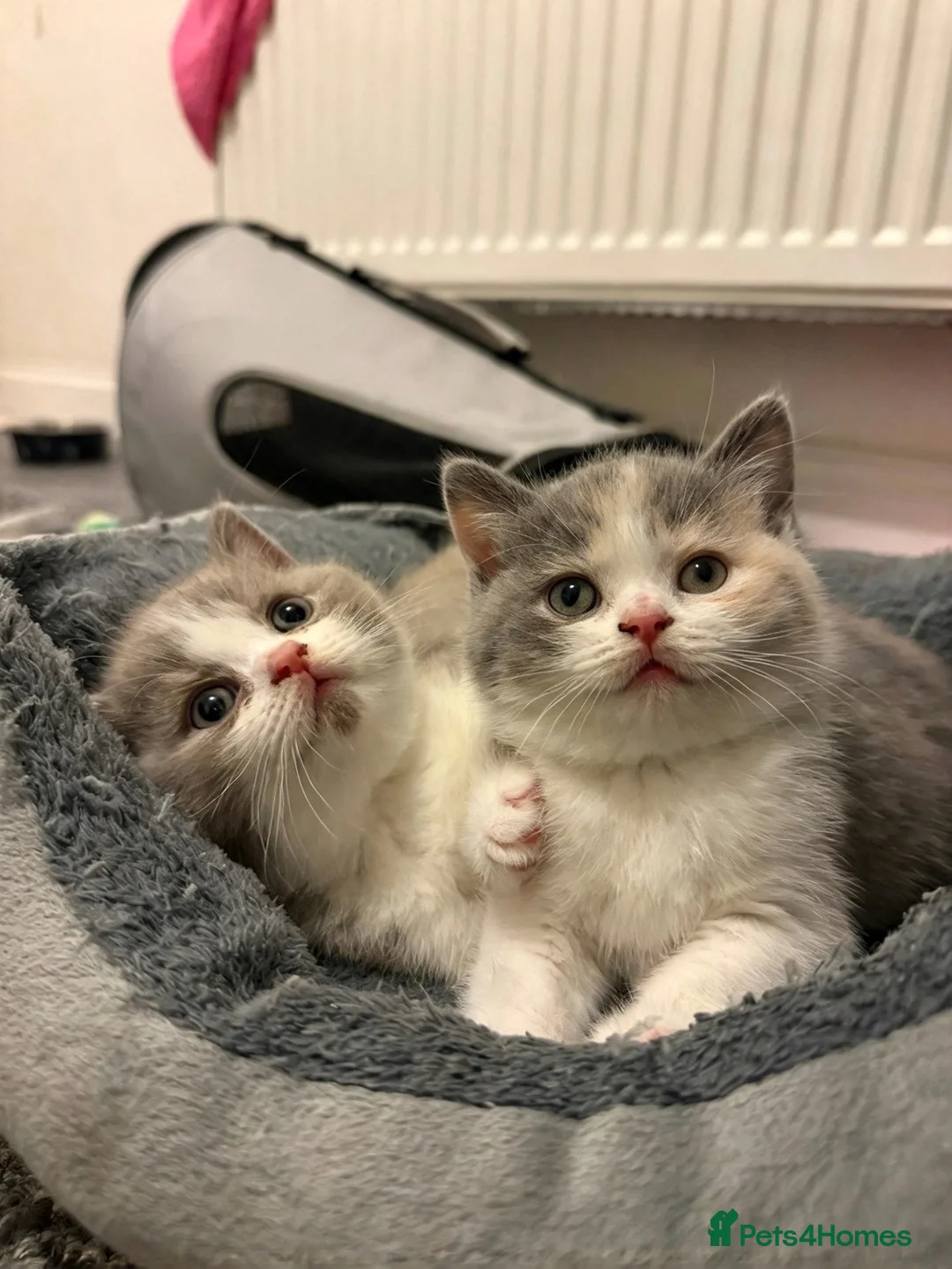 British Shorthair cats for sale: PKD+ALPS Tested, GCCF Registered, Loving Kittens - Advert 1