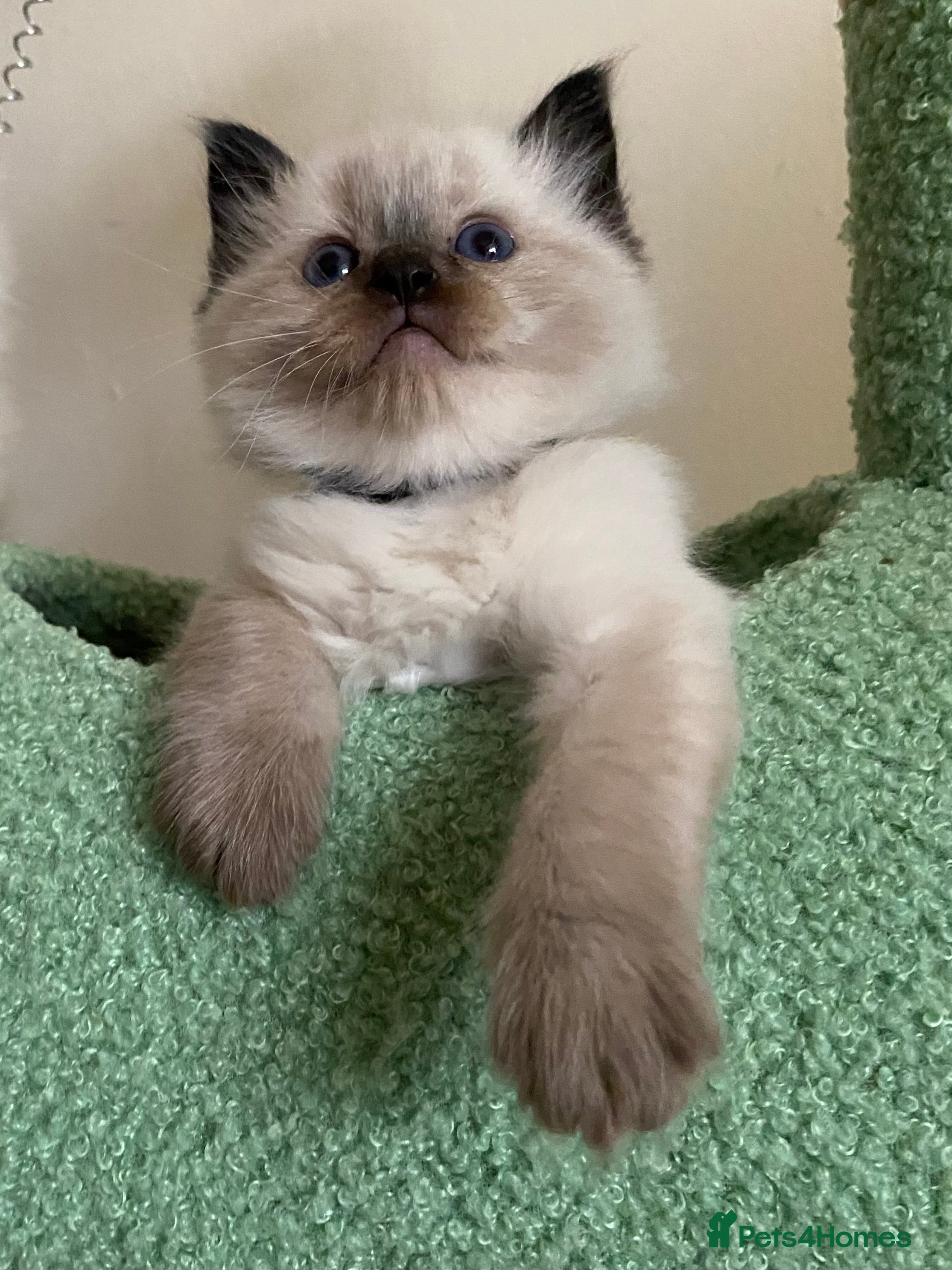 Ragdoll cats Chocolate boy Raj available  - Advert 9