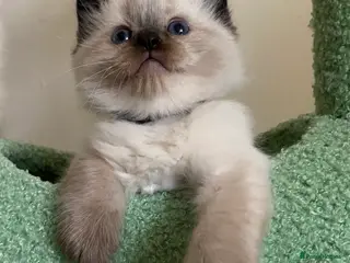 Ragdoll cats Chocolate boy Raj available - Advert 18