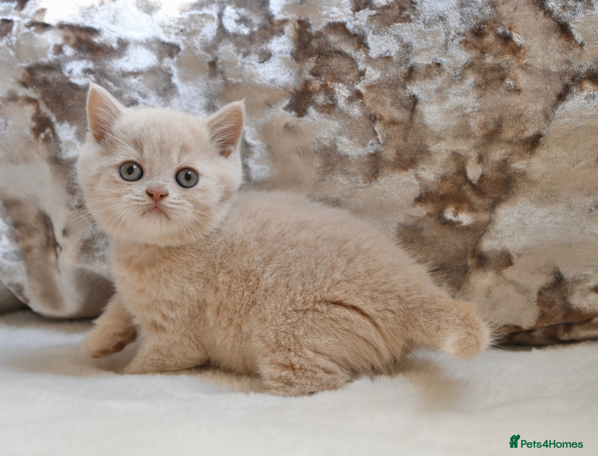 British Shorthair cats Beautiful British Shorthair kittens  - Advert 2