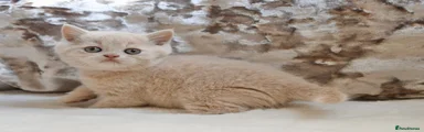 British Shorthair 2