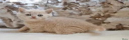 British Shorthair cats for sale: Beautiful British Shorthair kittens  - Advert 4