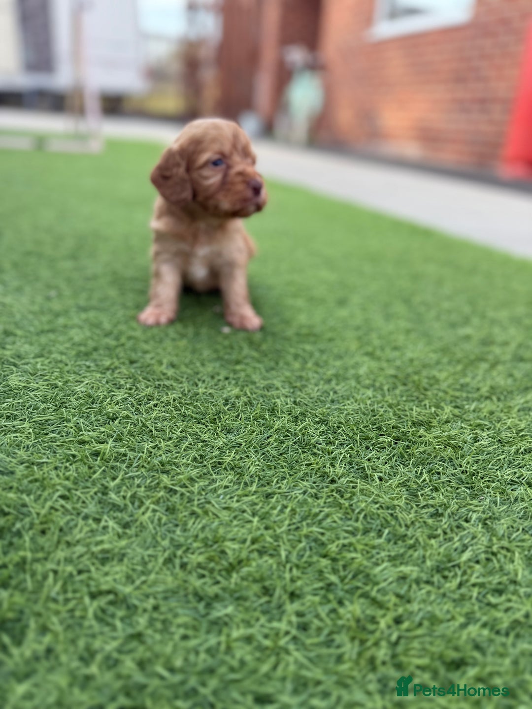 Cockapoo dogs for sale: Cockerpoo puppies - Image 10