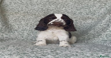 Cocker Spaniel dogs - Advert 10