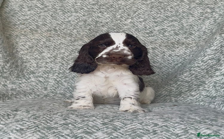 Cocker Spaniel dogs - Advert 5