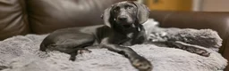 Weimaraner dogs for sale: Lovely adorable Lily  - Advert 5