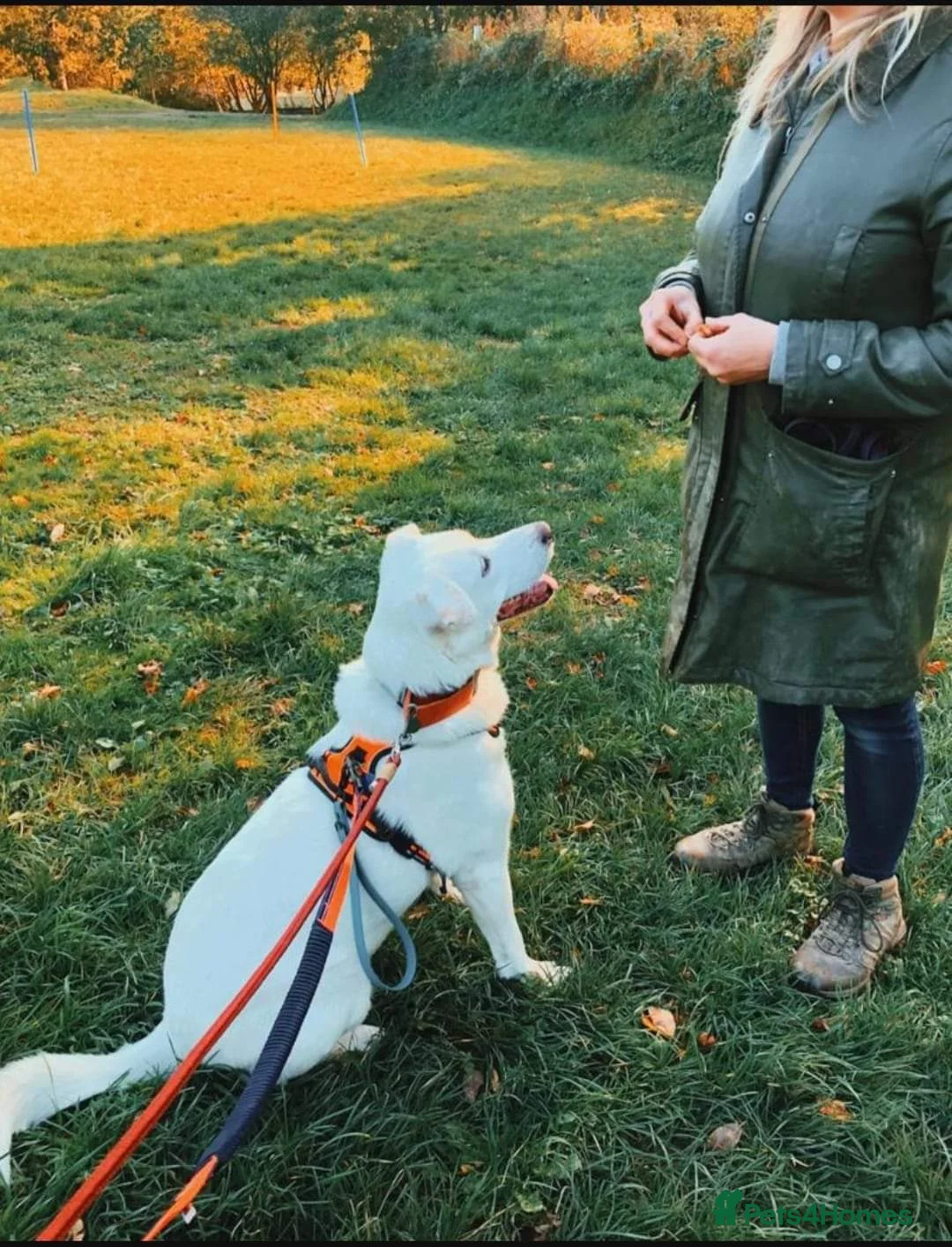 Mixed Breed dogs for adoption: Meet Biscuit, currently residing in Hampshire  in Havant - Advert 12