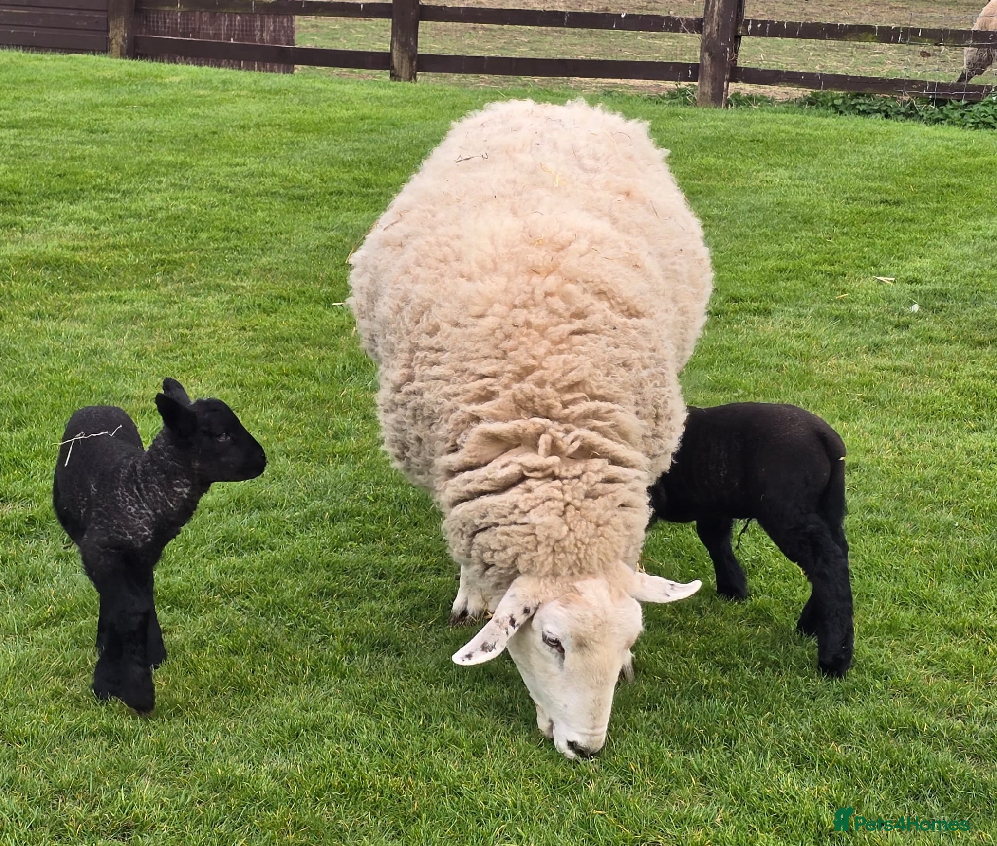 Sheep livestock Texal Cross Ewe & Lambs - Advert 1