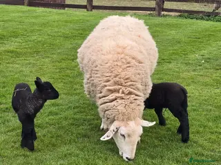 Sheep livestock Texal Cross Ewe & Lambs - Advert 1