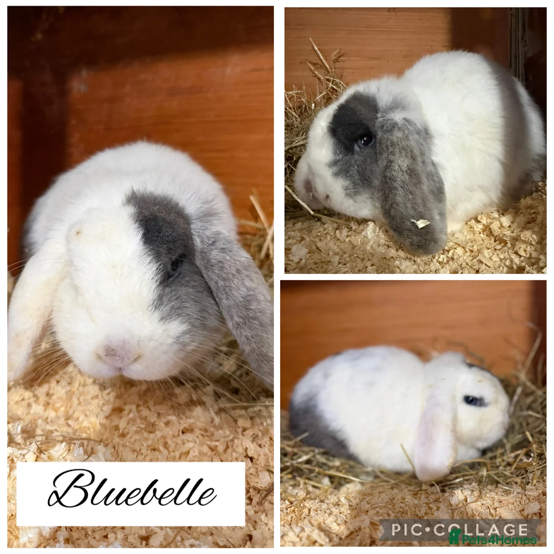 Mini Lop rabbits for sale: Pure bred mini lops  - Advert 4