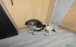 English Springer Spaniel dogs for sale: Female springer for sale  - Image 1
