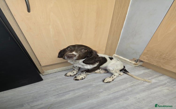 English Springer Spaniel dogs - Advert 1