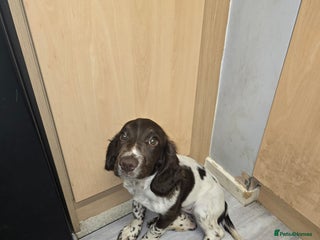 English Springer Spaniel dogs - Advert 8