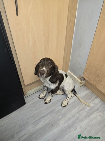English Springer Spaniel dogs - Advert 9