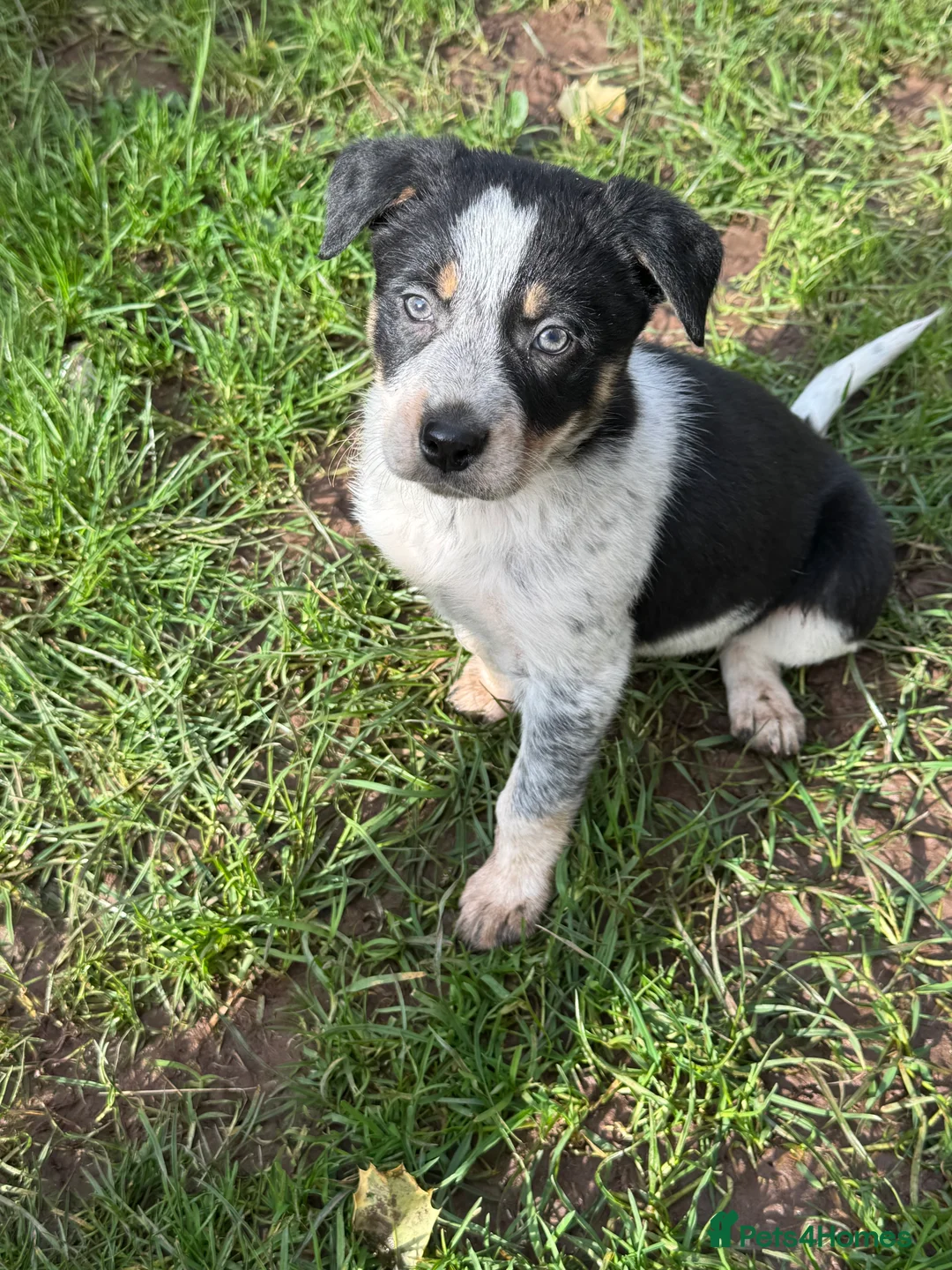 Border Collie dogs for sale: Border collie pups ready from 20th February  - Advert 7