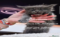 Maine Coon cats for sale: Maine Coons FluffyPaws.Uk  - Image 12