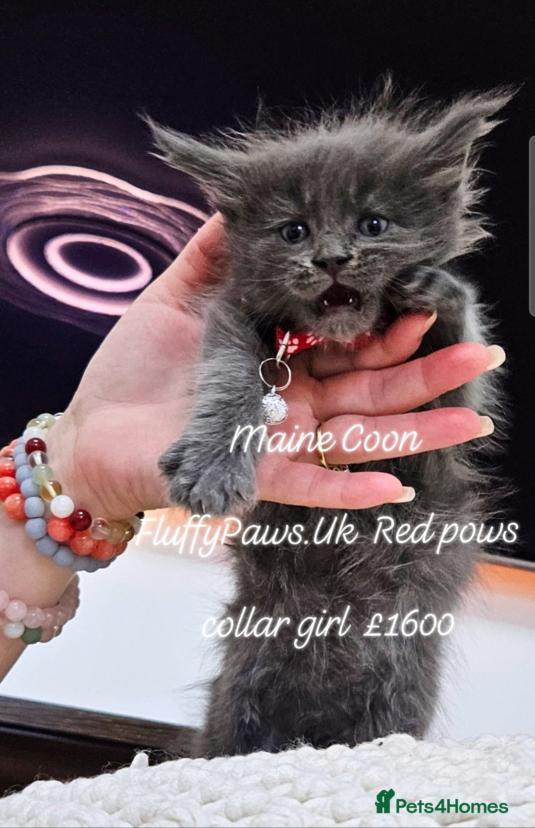 Maine Coon cats for sale: Maine Coons FluffyPaws.Uk  - Image 12