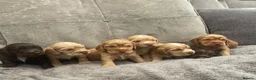 Cocker Spaniel dogs for sale: stunning show cocker/ working cocker - Advert 21