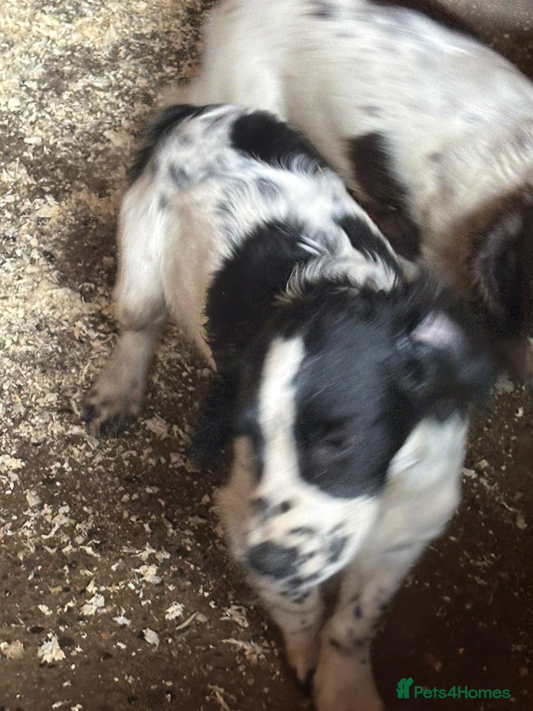 Sprocker dogs for sale: Cocker  - Image 11