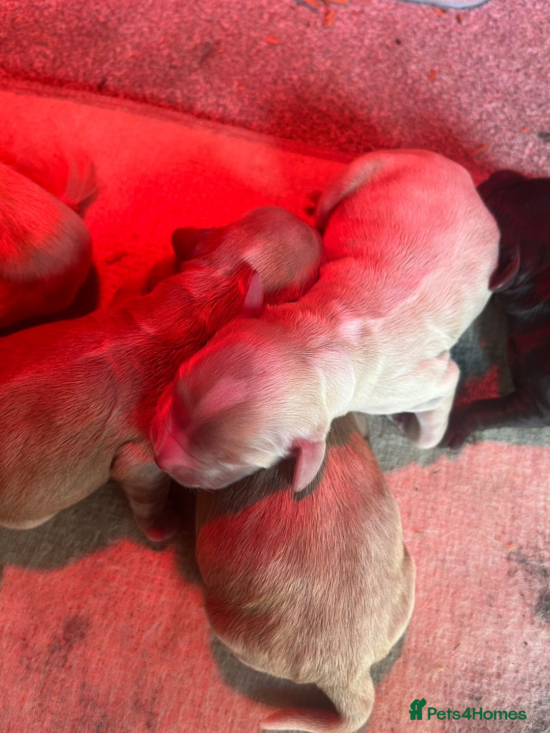 Cocker Spaniel dogs for sale: KC FTCH working cocker spaniel puppy’s  - Image 8
