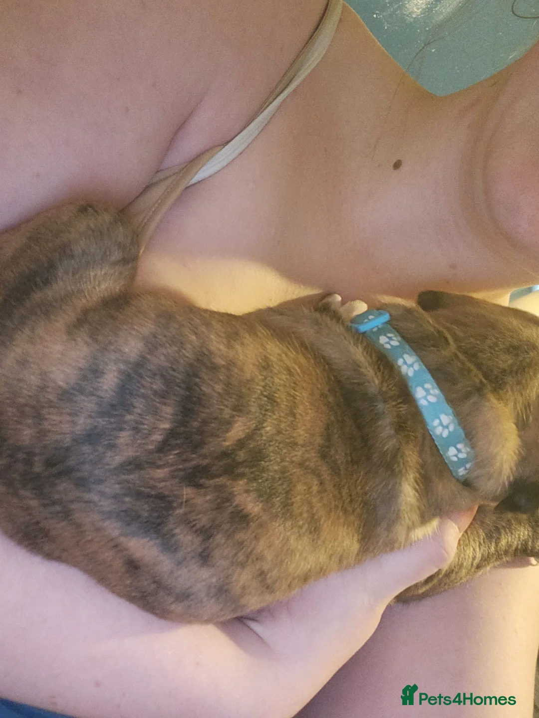 Mixed Breed dogs for sale: Boxer x cane corso  - Advert 2