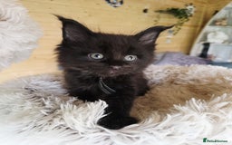 Maine Coon cats for sale: Black smoke pedigree Maine Coon in Kettering - Image 7