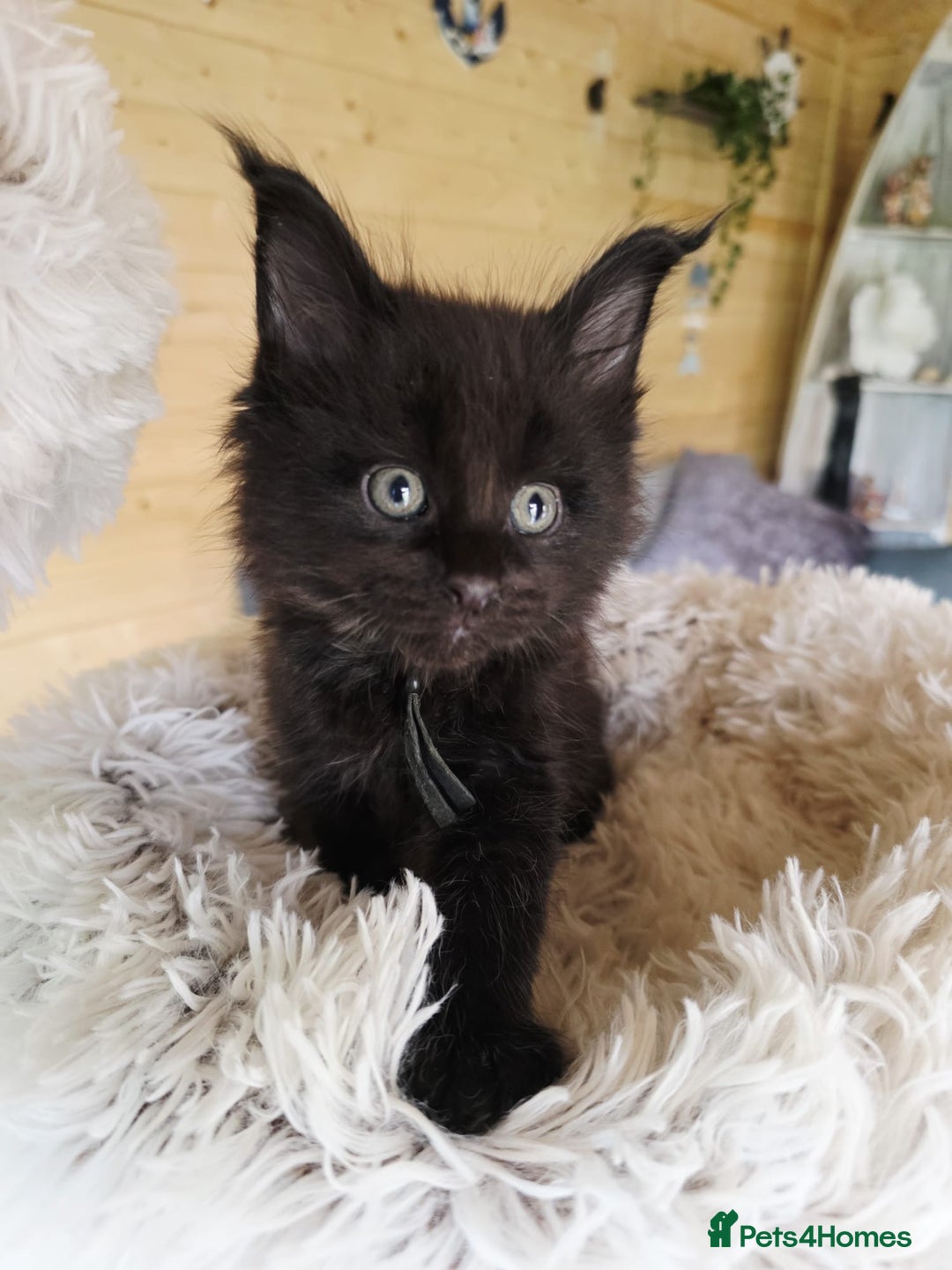 Maine Coon cats for sale: Black smoke pedigree Maine Coon in Kettering - Image 7