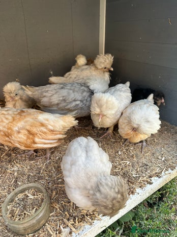 Chickens poultry for sale - Advert 4