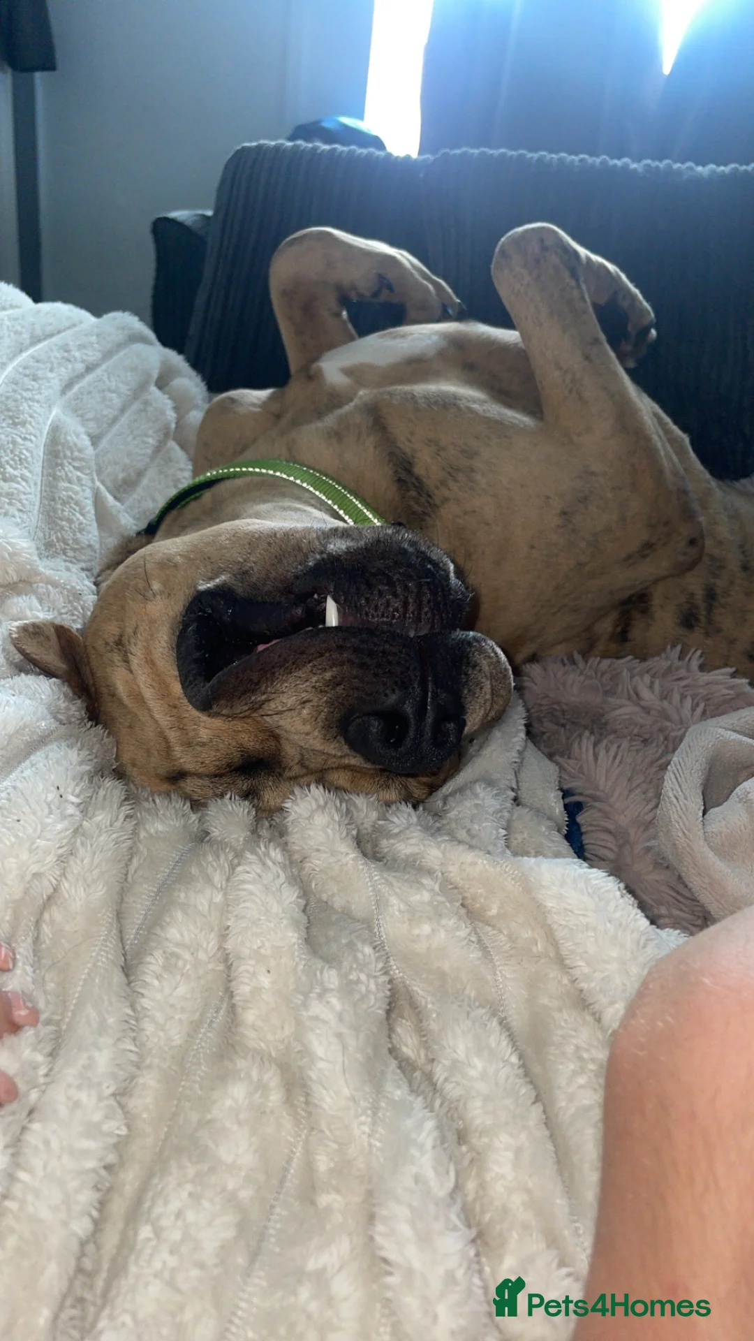 Mixed Breed dogs for sale: 🐾 Meet Symba – Looking for His Forever Home 🐾 - Advert 3