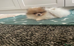 Pomeranian dogs for sale: Fluffy Pomeranian puppies - Image 29