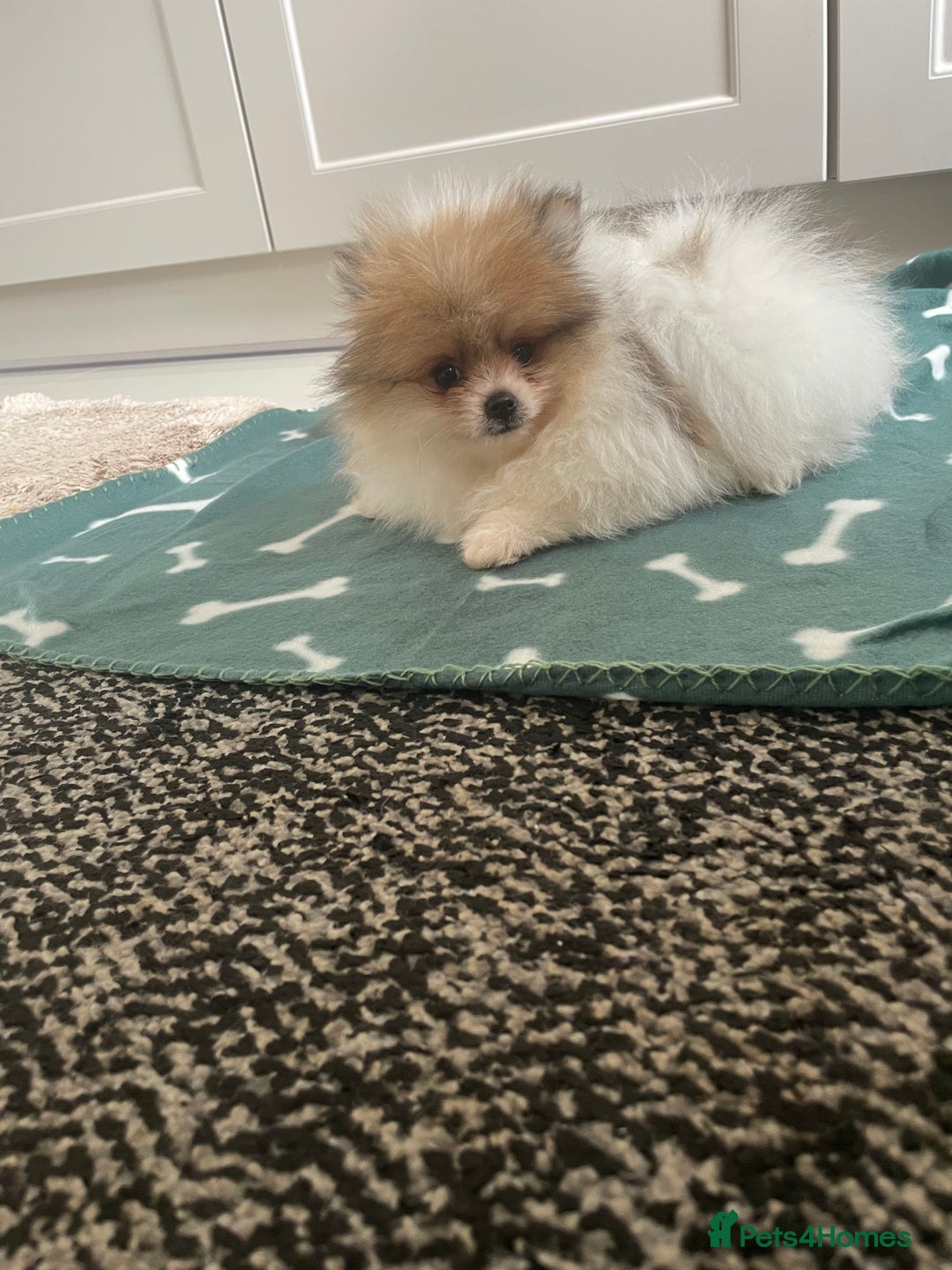 Pomeranian dogs for sale: Fluffy Pomeranian puppies - Image 29