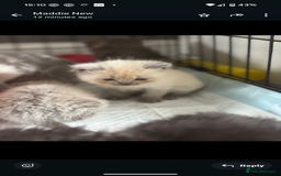 Persian cats for sale: Persian cross - Image 3