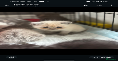 Persian cats - Advert 4
