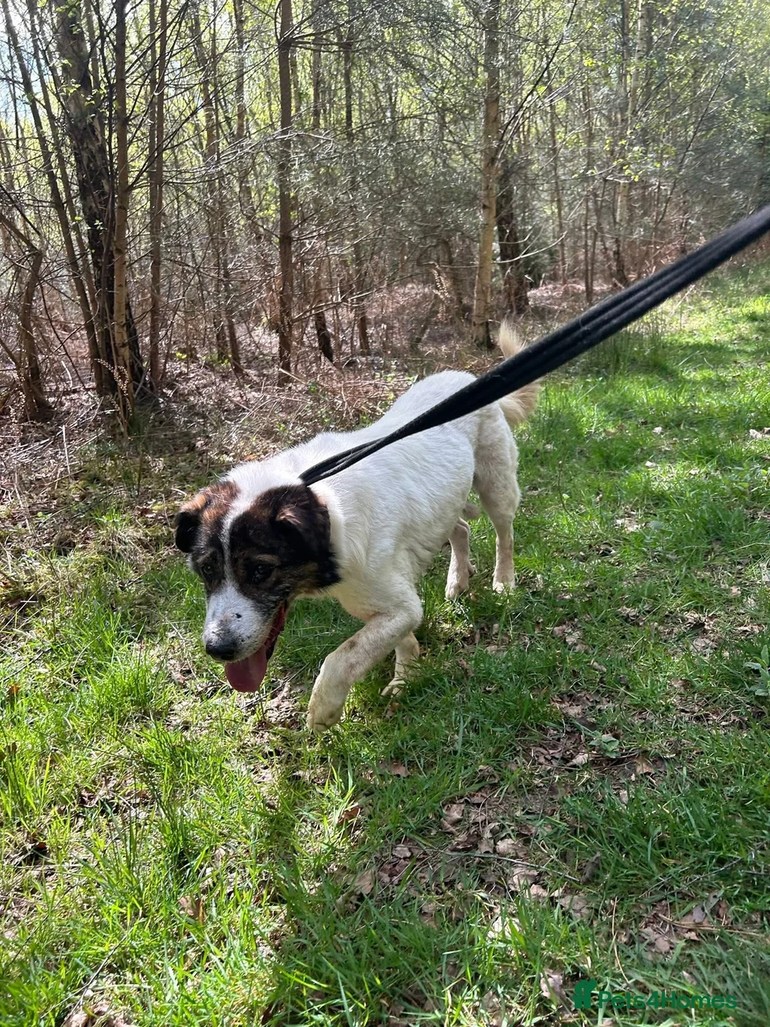 Mixed Breed dogs for adoption: Roger - Norwich Norfolk  in Norwich - Advert 13