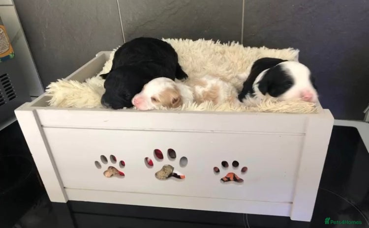 Shihpoo dogs - Advert 1